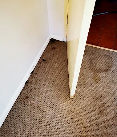 Deep Carpet Clean Stains 2b